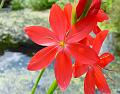 2008-0822_Schizostylis_1420_19,9C